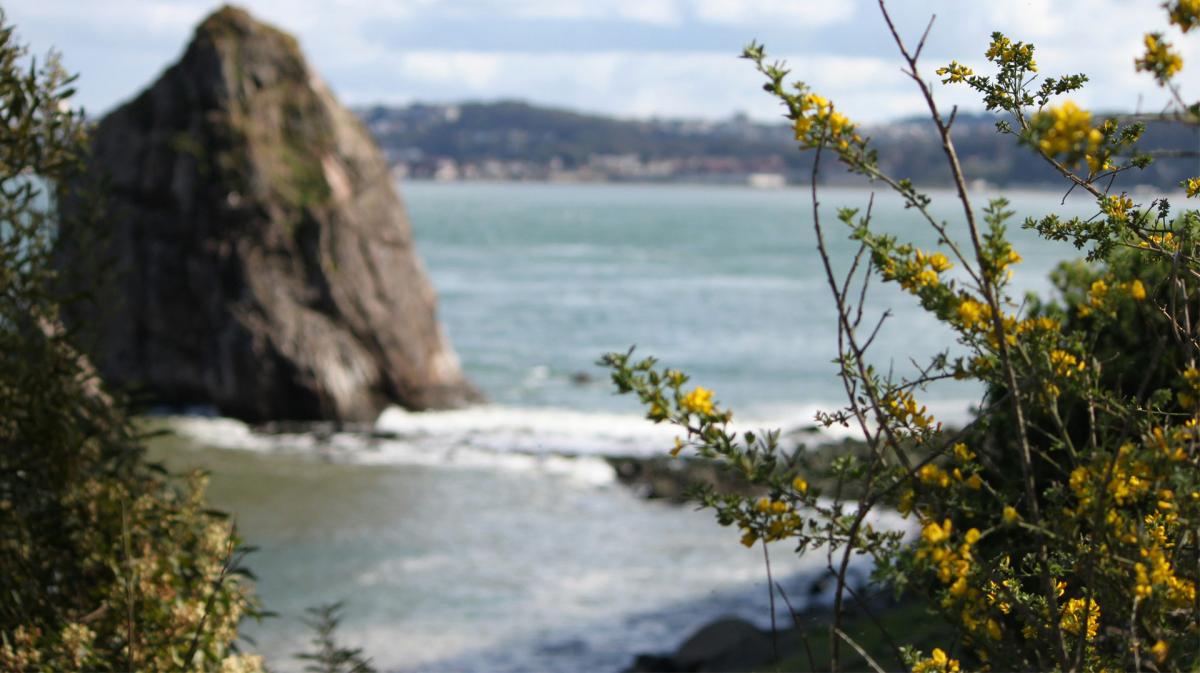 Rocky shoreline and flowers